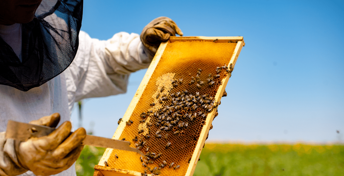 Arıcılık Eğitimi